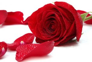 bài thơ về hoa hồng